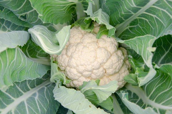 Cauliflower Crop Bio Fertilizer Nutrition and  Protection Package Geolife Agro Nano Technology