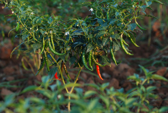 Chilli Crop Bio Fertilizer Nutrition and  Protection Package Geolife Agro Nano Technology
