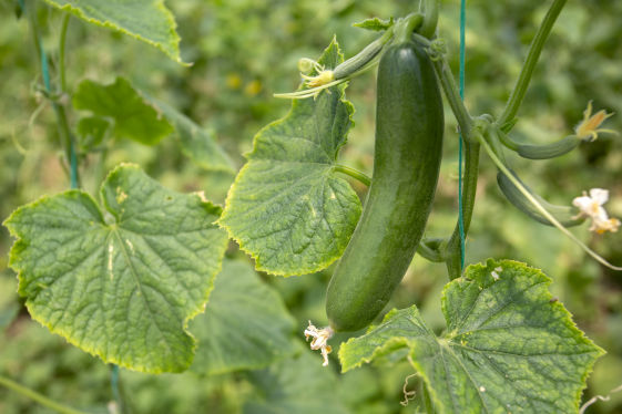 Cucumber Crop Bio Fertilizer Nutrition and  Protection Package Geolife Agro Nano Technology