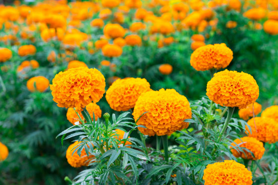 Marigold Crop Bio Fertilizer Nutrition and  Protection Package Geolife Agro Nano Technology