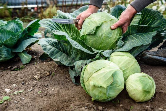 Cabbage Crop Bio Fertilizer Nutrition and  Protection Package Geolife Agro Nano Technology