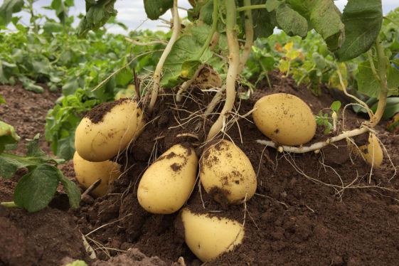 Potato Crop Bio Fertilizer Nutrition and  Protection Package Geolife Agro Nano Technology