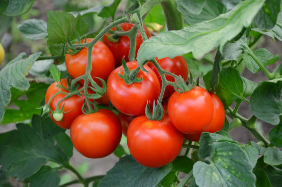 Tomato Crop Bio Fertilizer Nutrition and  Protection Package Geolife Agro Nano Technology