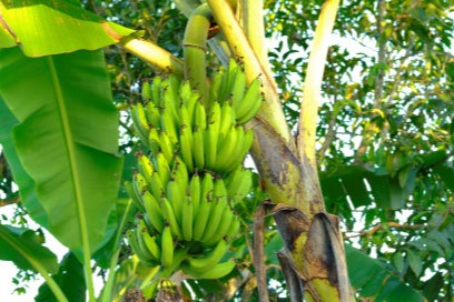 Banana Crop Bio Fertilizer Nutrition and  Protection Package Geolife Agro Nano Technology