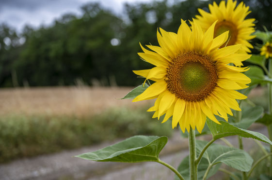 Sunflower Crop Bio Fertilizer Nutrition and  Protection Package Geolife Agro Nano Technology