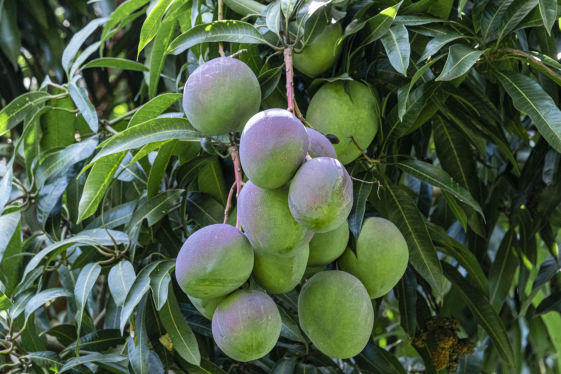 Mango Crop Bio Fertilizer Nutrition and  Protection Package Geolife Agro Nano Technology