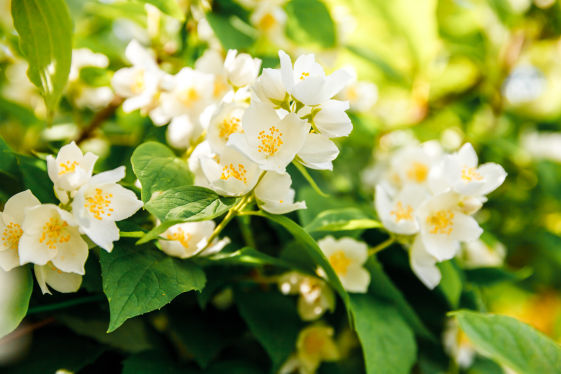 Jasmin Crop Bio Fertilizer Nutrition and  Protection Package Geolife Agro Nano Technology