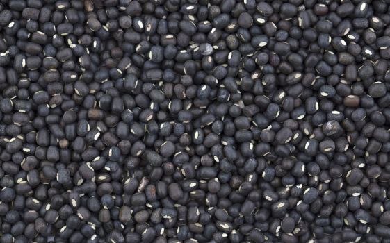 Blackgram Crop Bio Fertilizer Nutrition and  Protection Package Geolife Agro Nano Technology