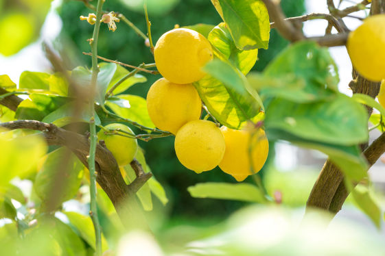 Lemon Crop Bio Fertilizer Nutrition and  Protection Package Geolife Agro Nano Technology