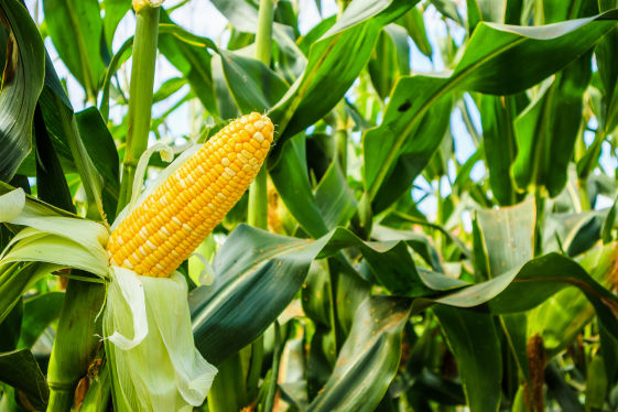 Maize Crop Bio Fertilizer Nutrition and  Protection Package Geolife Agro Nano Technology