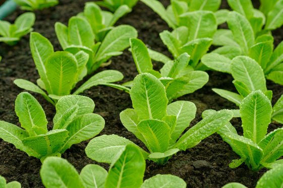 Spinach Crop Bio Fertilizer Nutrition and  Protection Package Geolife Agro Nano Technology