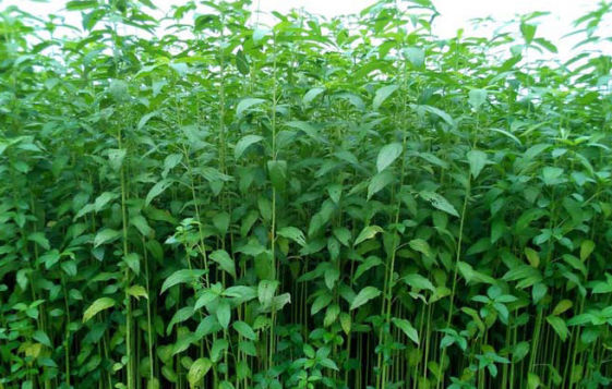 Banana Crop Bio Fertilizer Nutrition and  Protection Package Geolife Agro Nano Technology