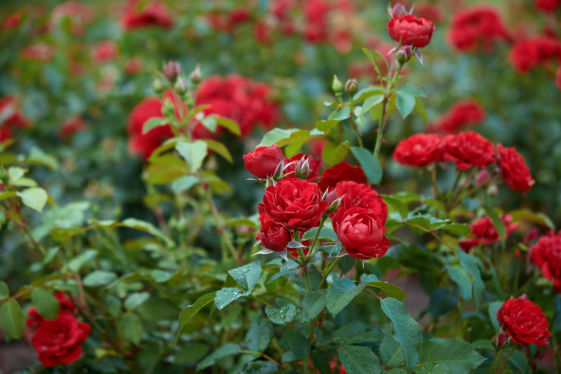 Rose Crop Bio Fertilizer Nutrition and  Protection Package Geolife Agro Nano Technology