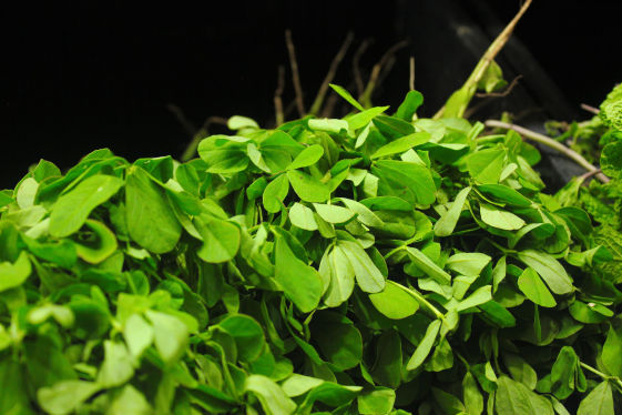 Fenugreek Crop Bio Fertilizer Nutrition and  Protection Package Geolife Agro Nano Technology