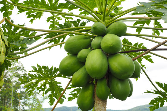 Sapota Crop Bio Fertilizer Nutrition and  Protection Package Geolife Agro Nano Technology