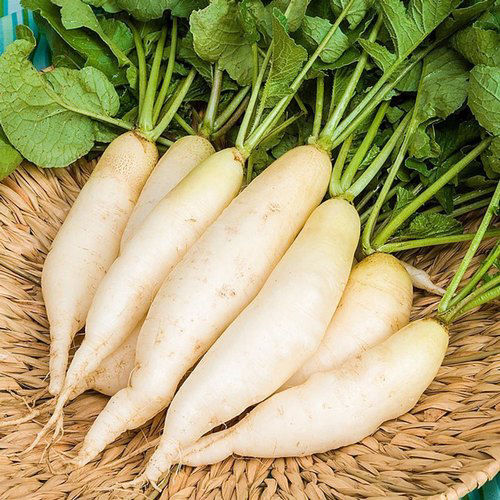 Raddish Crop Bio Fertilizer Nutrition and  Protection Package Geolife Agro Nano Technology