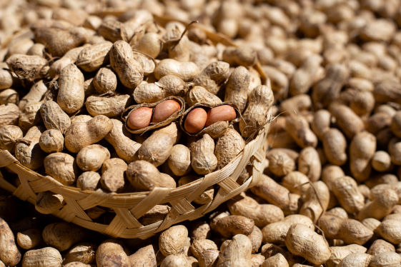 Ground Nut Crop Bio Fertilizer Nutrition and  Protection Package Geolife Agro Nano Technology