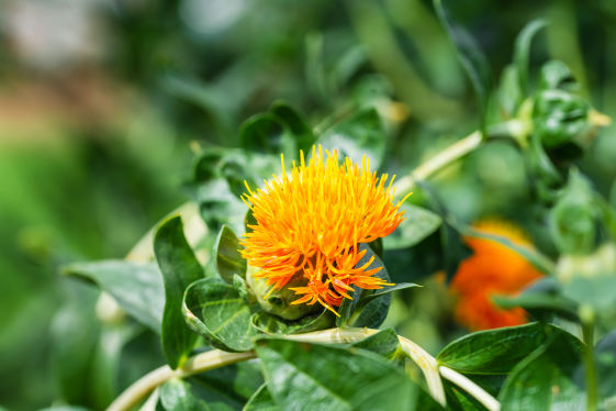Safflower Crop Bio Fertilizer Nutrition and  Protection Package Geolife Agro Nano Technology