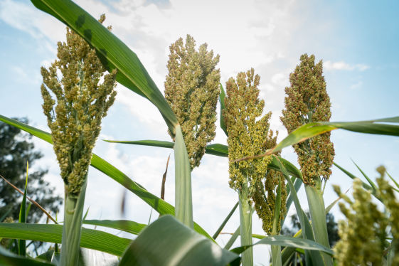 Sorghum Crop Bio Fertilizer Nutrition and  Protection Package Geolife Agro Nano Technology